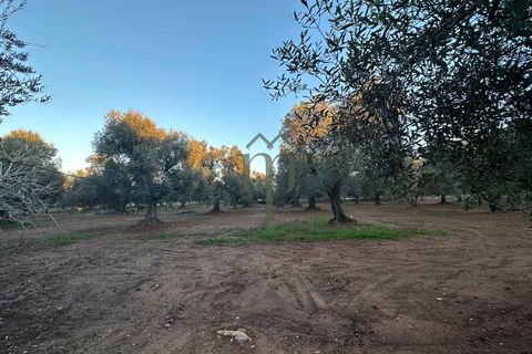 Ruinere i Ostuni, Brindisi, Ostuni - € 79.000 | Ref: Lamia Degli Uli - foto 8